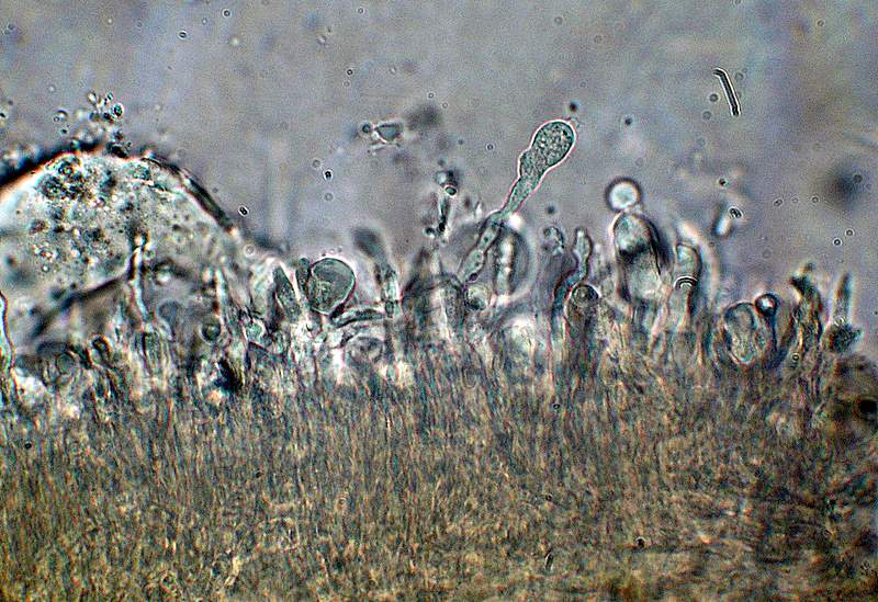 Panellus stipticus var. albidotomentosus  ?